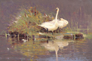 Idle Time - Trumpeter Swans